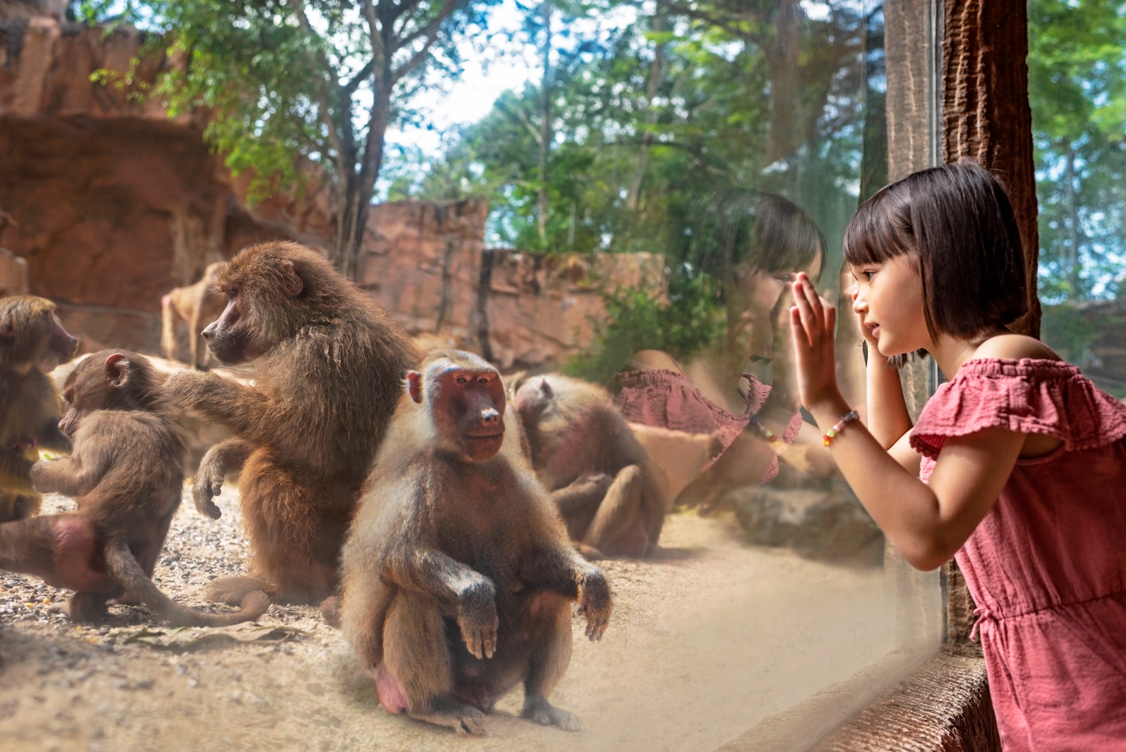 新加坡動物園 門票4