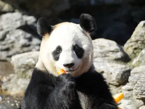 Hangzhou Safari Park