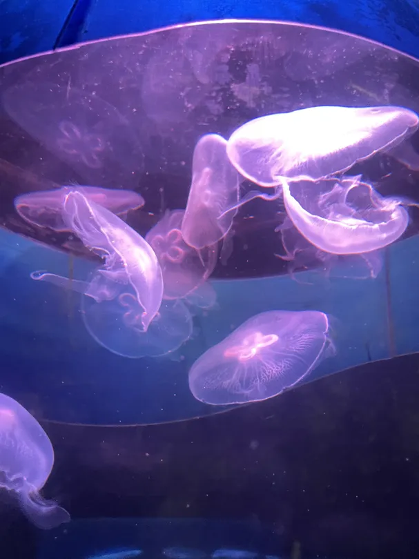 5_馬尼拉海洋公園