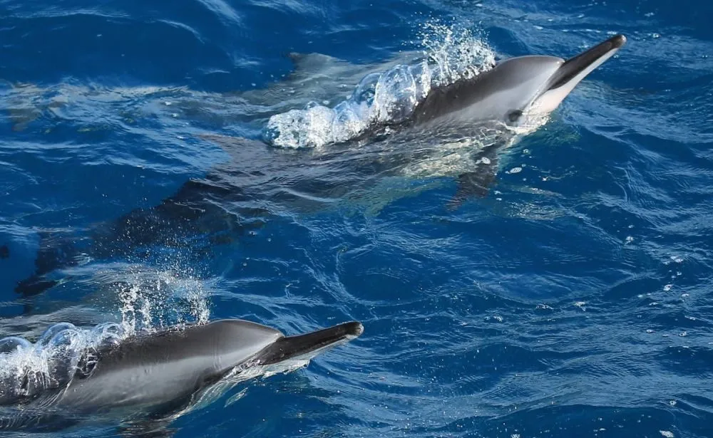 5_Turumoan Whale Watching Experience