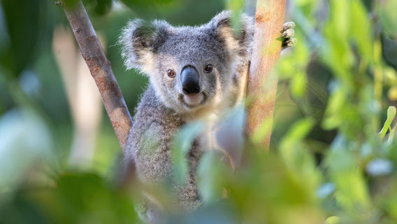 Currumbin Wildlife Sanctuary