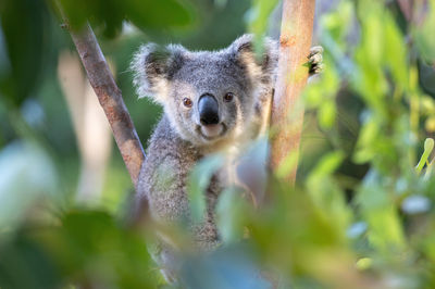 Currumbin Wildlife Sanctuary