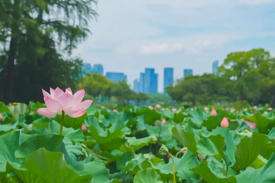 3_Tai Hu Yuantouzhu Scenic Spot