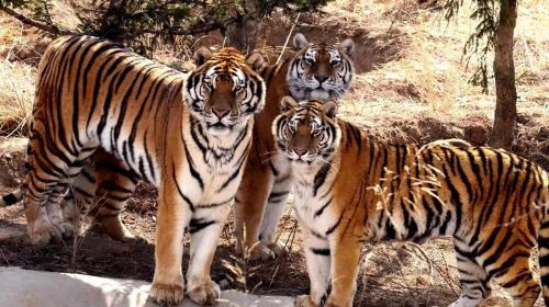 Qinghai-Tibet Plateau Wild Zoo