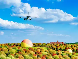 Airport Flower Field