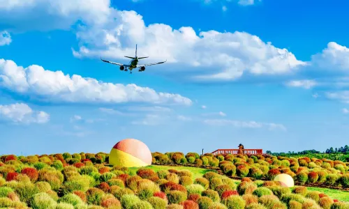 Airport Flower Field