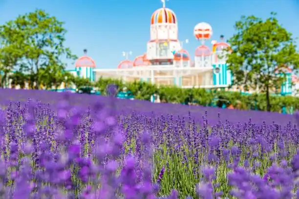 상하이 라벤더 공원 주변 호텔