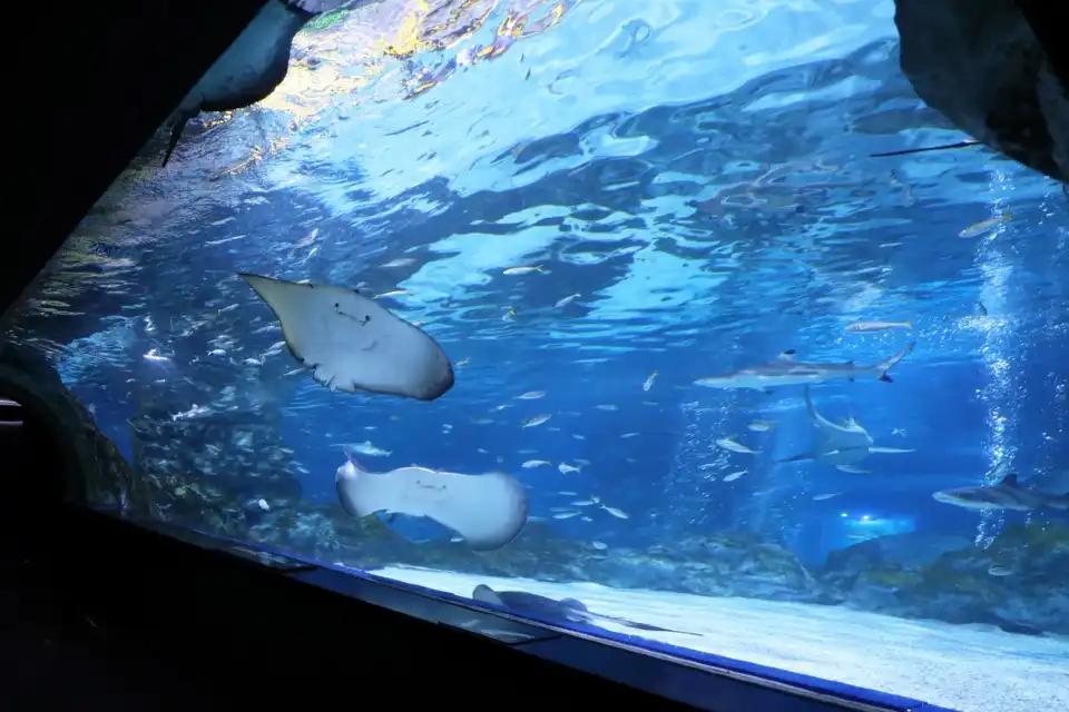 5_SEA LIFE COEX, Seoul Aquarium