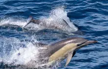 斯蒂芬斯港觀海豚巡遊