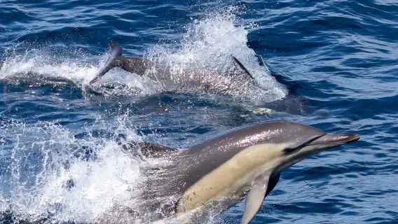 See Koalas|Lunch included|Chinese-speaking driver-guide] Sydney Port Stephens dolphin watching + sandboarding 1-day tour