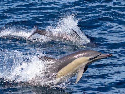 Dolphin and Whale Watch Booking Agency Nelson Bay / Port Stephens
