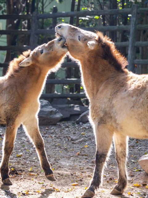 上海動物園門票成人票