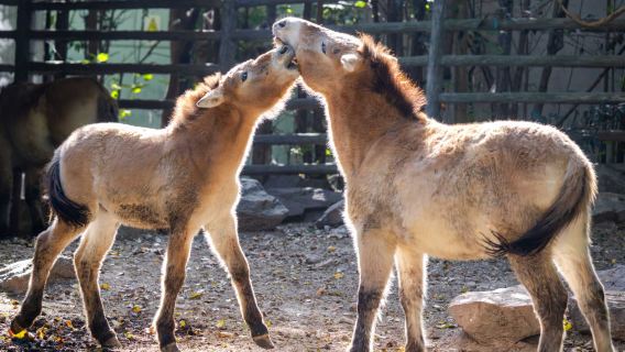 Shanghai Zoo