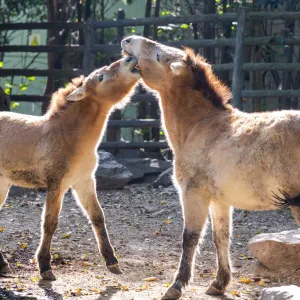 Shanghai Zoo