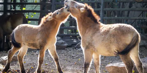 上海動物園