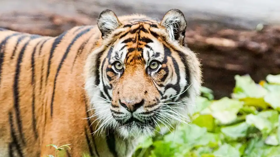 5_London Zoo