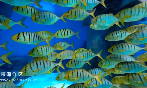 蘭州極地海洋世界