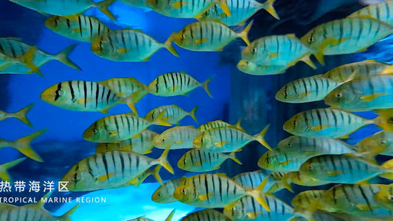 Lanzhou Polar Ocean World