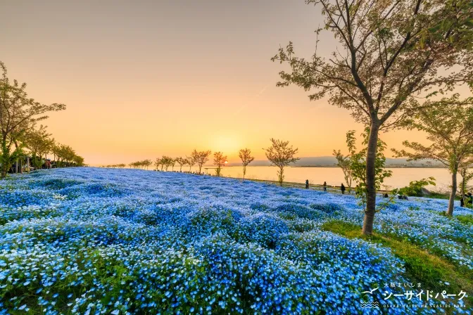 2_ネモフィラ祭り2026