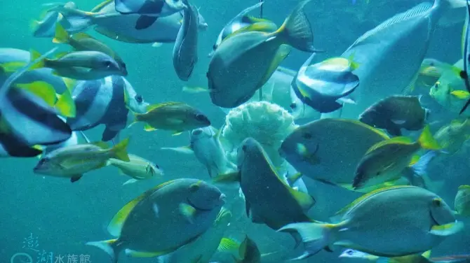 4_澎湖水族館