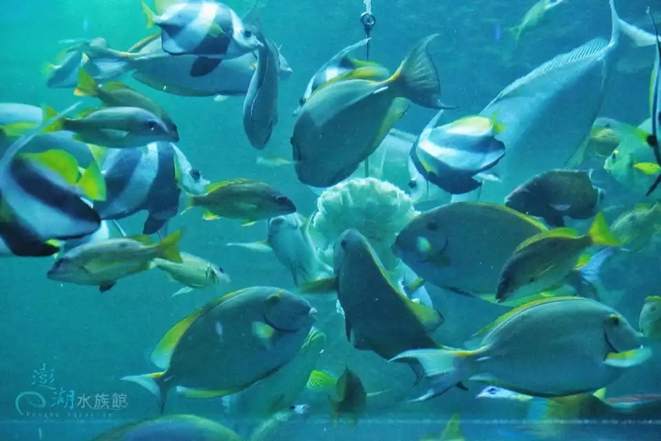 4_澎湖水族館