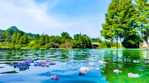 Northern Guizhou Four-Season Flower Scenic Area