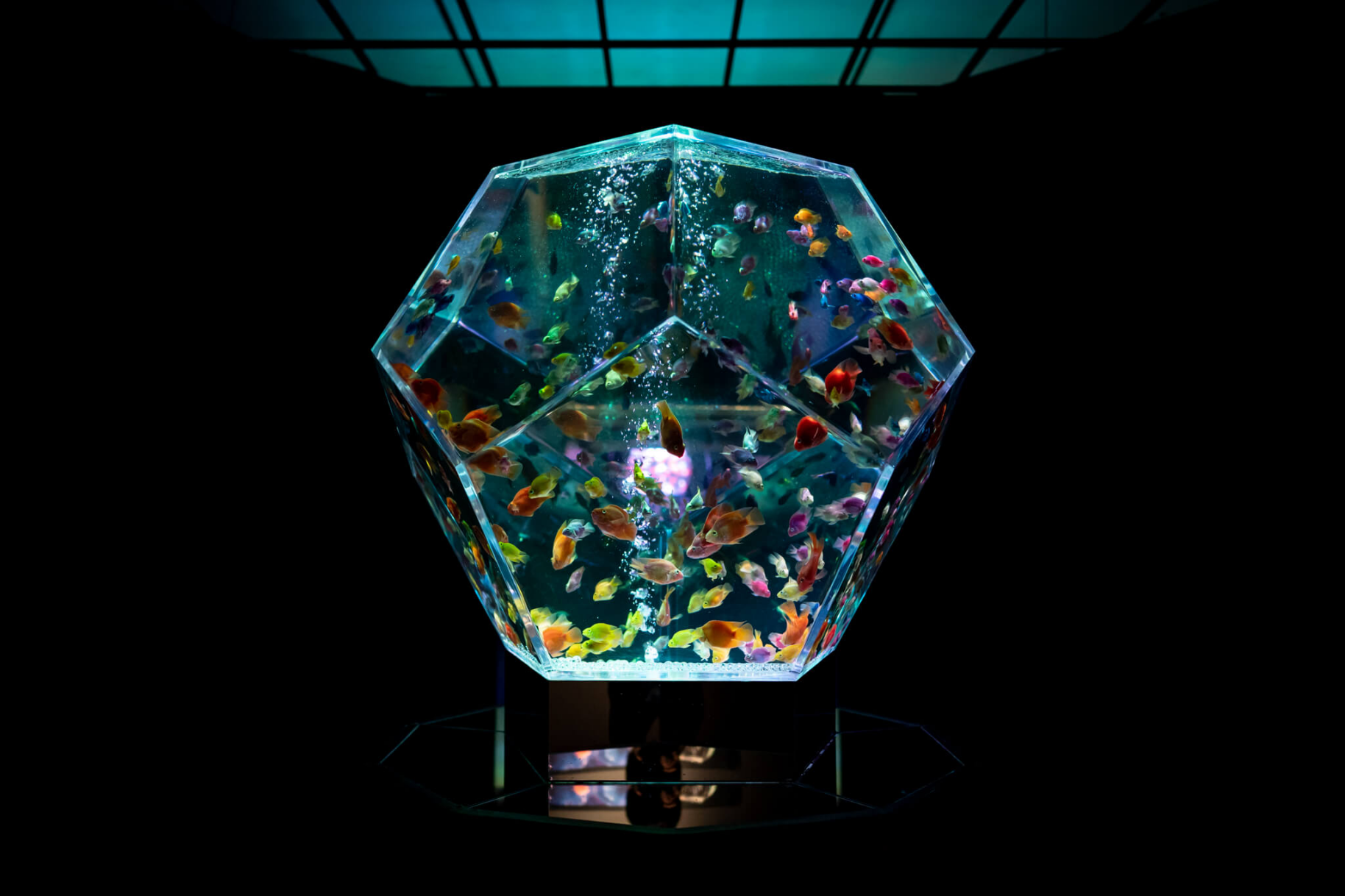 Art Aquarium Museum·Shenzhen China | Shenzhen