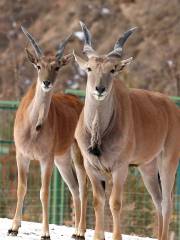 蘭州野生動物園