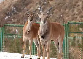 Lanzhou Wild Animal Park