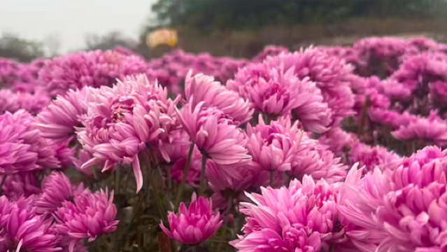 gong zhi yuan · hua xian gu