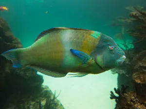 New York Aquarium