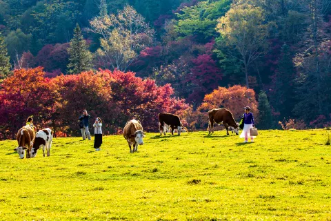 Changbai Mountain Valley Scenic Area