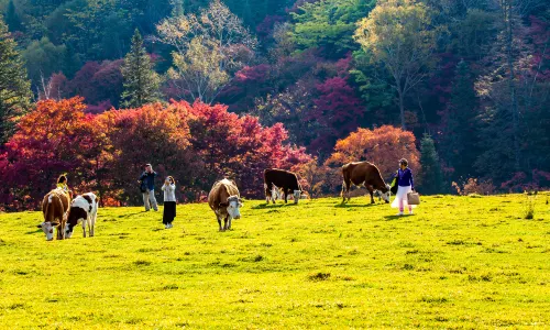 Changbai Mountain Valley Scenic Area