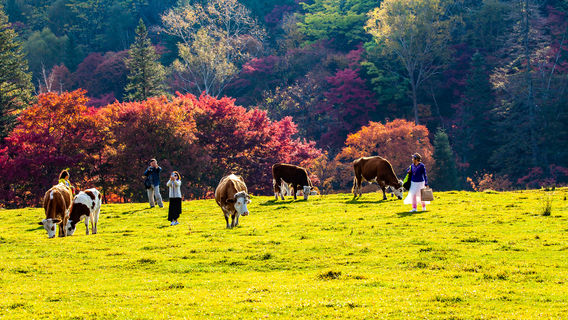 Changbai Mountain Valley Scenic Area