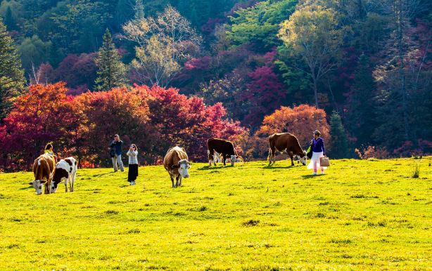 Changbai Mountain Valley Scenic Area