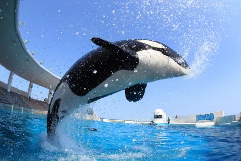 Kamogawa Seaworld