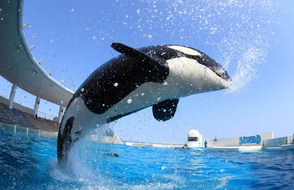 鴨川海洋世界1日入場券成人