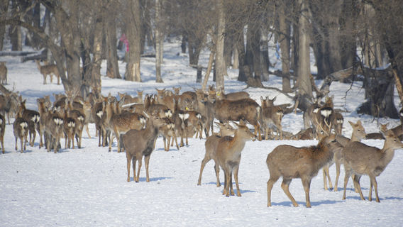 Shengong Pingshan Royal Deer Park