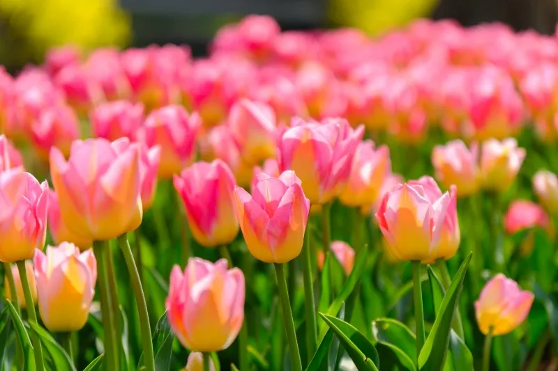 3_Binjiang Forest Park