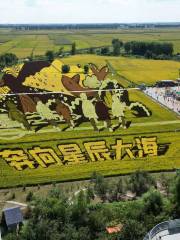 Rice Field Paintings