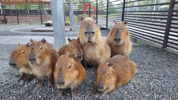 Yilan Deer Papa Farm