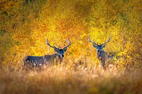 아스하투 석림(슬림) 관광지