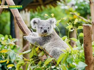 Chimelong Safari Park