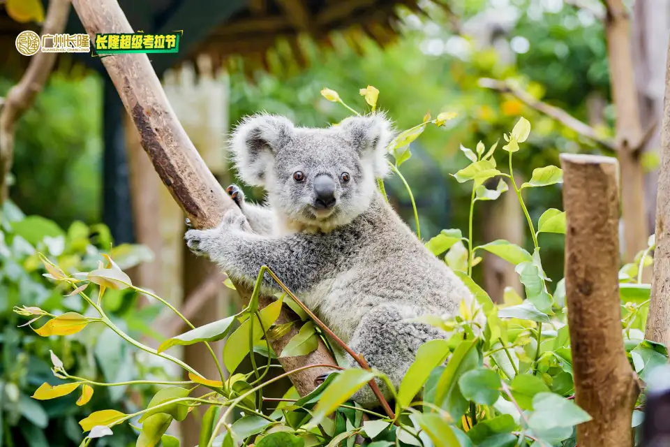 3_Chimelong Safari Park
