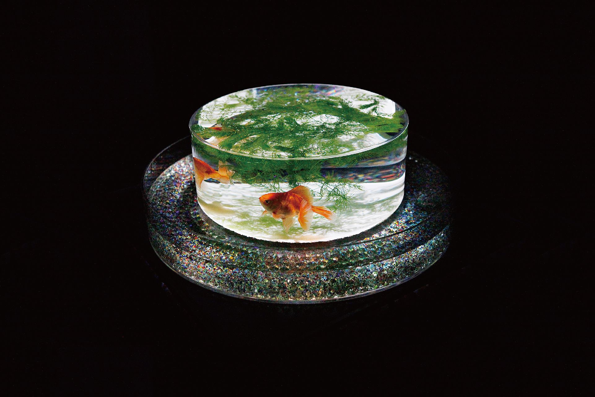 Art Aquarium | Taipei