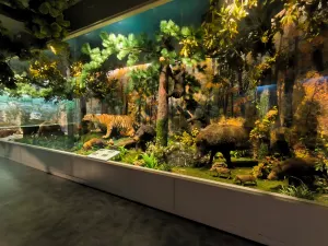 Changbaishan Natural Museum