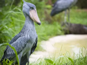 ZooTampa at Lowry Park