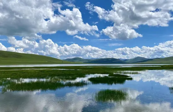 花海鴛鴦老古私人牧場奶茶+奶皮子大小同價