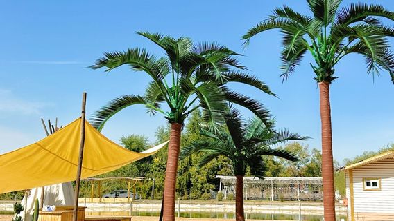 1955 guo ying nong chang