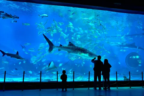 Yantai Haichang Whale Shark Ocean Park